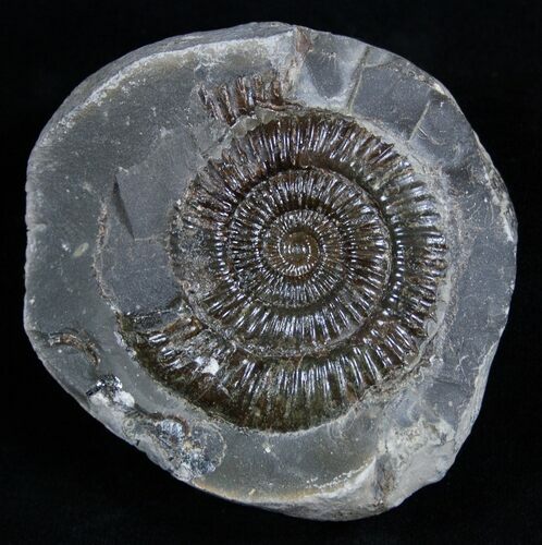 Inch Dactylioceras Ammonite In Concretion #2096